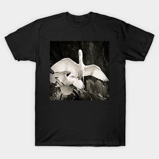 Cattle egret courtship display T-Shirt by Juhku